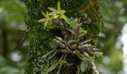 游客爆料石斛的视频,石斛生长奇观，视频记录大自然的神奇魅力